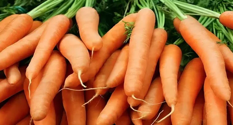 క్యారెట్ తినడం వల్ల కలిగే అద్భుతమైన ఆరోగ్య ప్రయోజనాలివే..