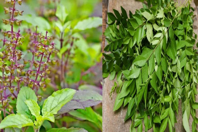 వర్షాకాలంలో జుట్టు రాలడాన్ని నివారించే నాచురల్ ప్యాక్ 