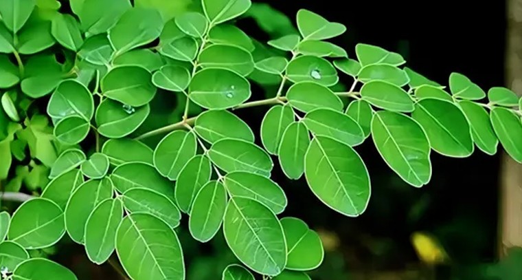 డయాబెటిస్ రోగులకు మునగ ఆకులు ఓ వరం