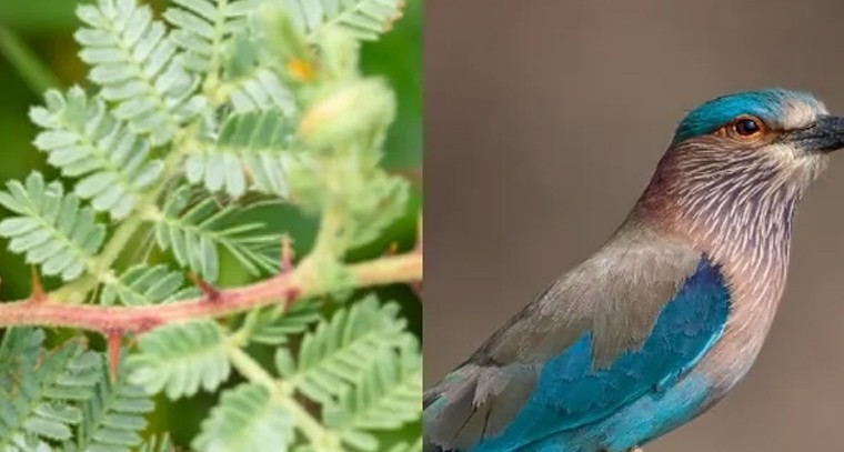 దసరా రోజు చేయాల్సిన ముఖ్యమైన పనులు