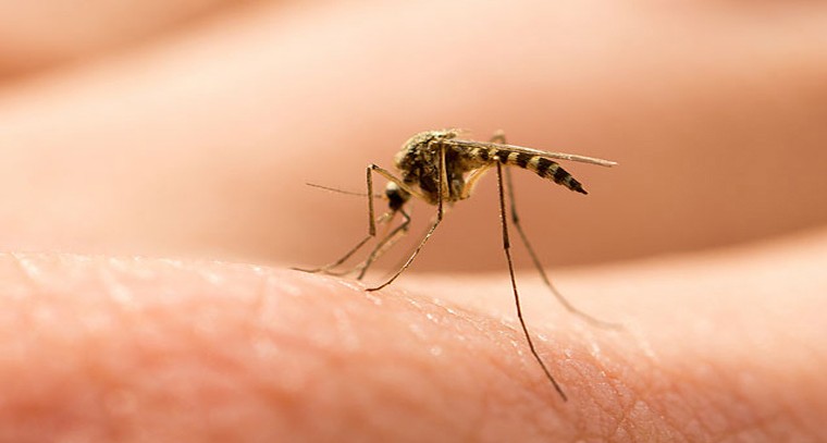 దోమలకు బెస్ట్ హోం రెమెడీస్