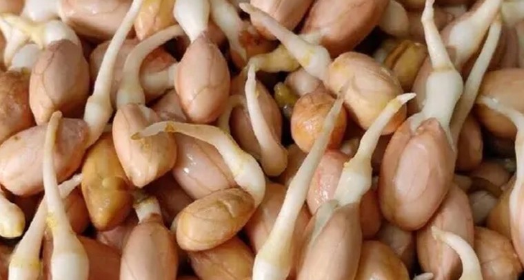 ప‌ల్లీల‌ను పచ్చిగా కన్నా మొల‌కెత్తించి తింటేనే మంచిదట!