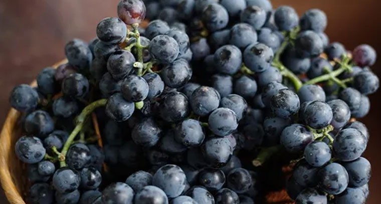 నల్ల ద్రాక్ష పండ్లతో ఉపయోగాలు ఇవే