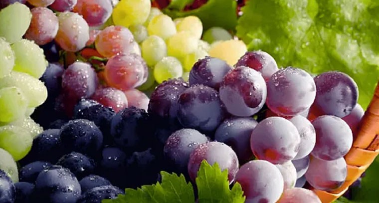 ద్రాక్ష పండ్లతో జీర్ణక్రియకు మేలు: నిపుణులు