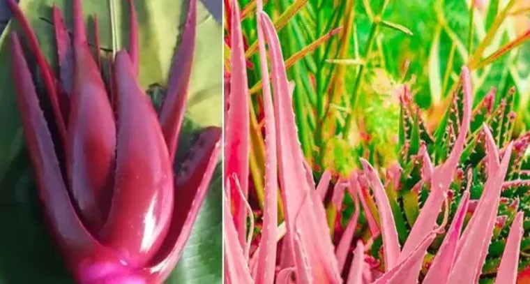 ఎర్ర కలబందతో చర్మ సౌందర్యానికి అద్భుత ప్రయోజనాలు