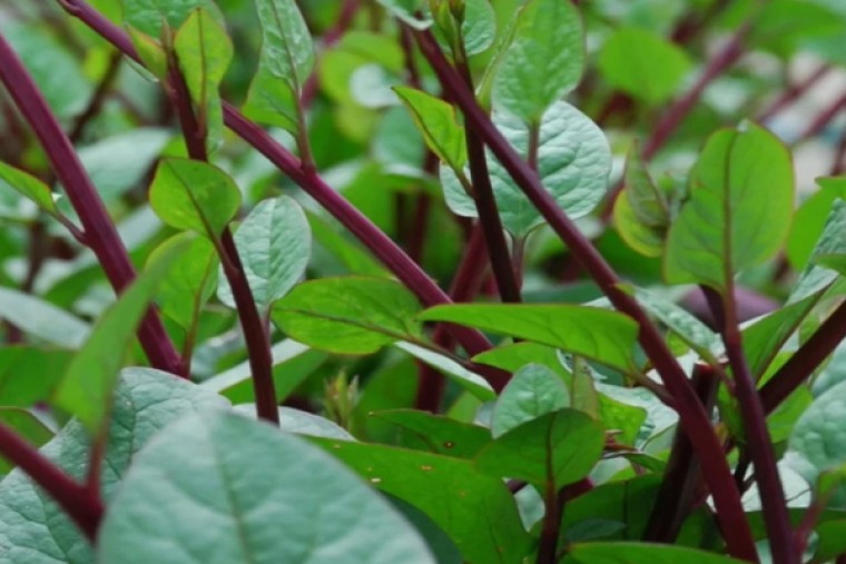  బచ్చలి కూర తెలుసా...? తింటే వచ్చే ప్రయోజనాలు ఇవే.... 
