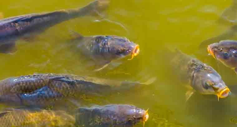 దేశంలోనే పండ్లు, చేపల ఉత్పత్తిలో అగ్రస్థానంలో నిలిచిన ఆంధ్రప్రదేశ్ 