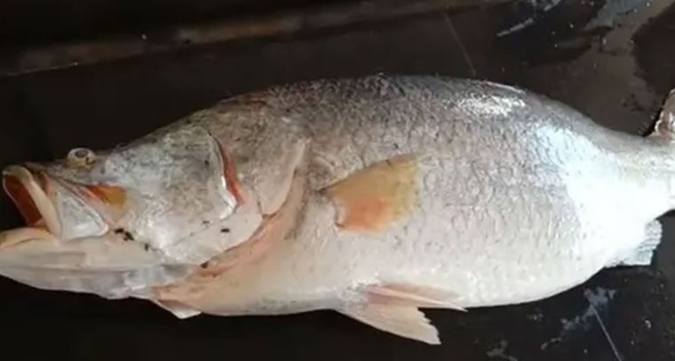 జాలర్లకు జాక్ పాట్.. వలలో చిక్కిన భారీ చేప