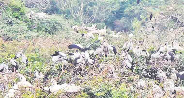 ఆహ్లాదకరంగా ఫ్లెమింగో ఫెస్టివల్‌
