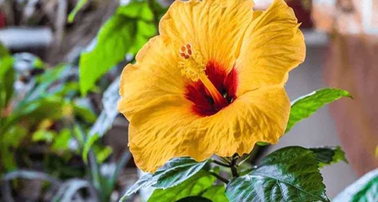 మందార మొక్కతో వాస్తు దోషాలు తొలగి ఐశ్వర్యం!