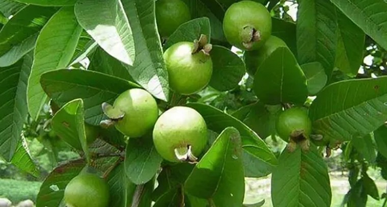 జామ ఆకులతో గుండె ఆరోగ్యానికి మేలు: నిపుణులు