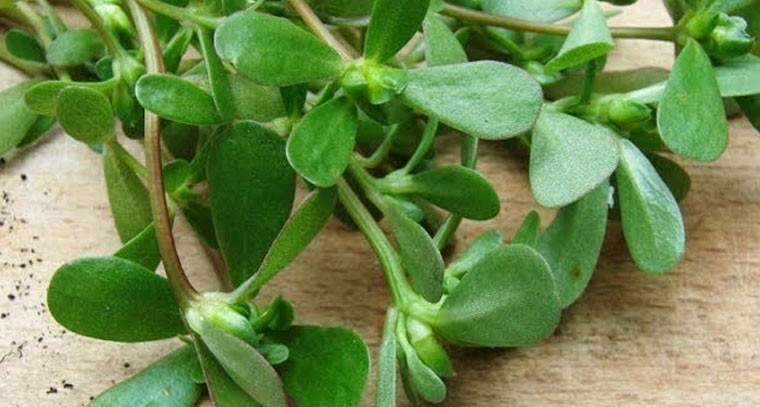 గంగవల్లి ఆకుకూర తినటం వలన కలిగే ప్రయోజనాలు