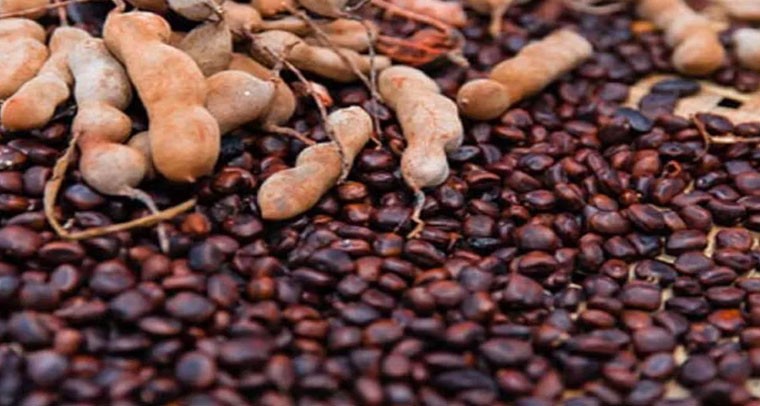  చింతగింజల పొడి చక్కటి ఆయుర్వేద ఔషధం..