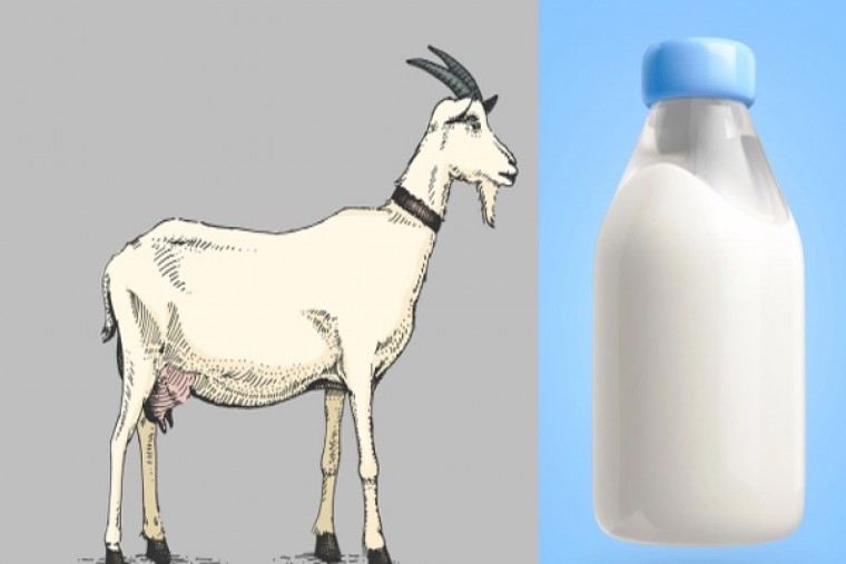 మేక పలు పలు తాగితే వచ్చే లాభాలేంటో తెలుసా...?