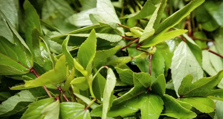 గోంగూరతో కంటి సమస్యలు దూరం: నిపుణులు