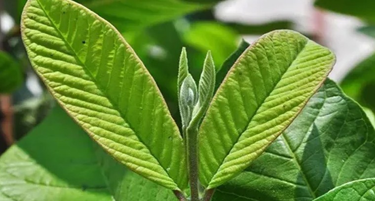 రోజూ పరగడుపునే జామ ఆకులు నమిలి తింటే అద్భుత ప్రయోజనాలు