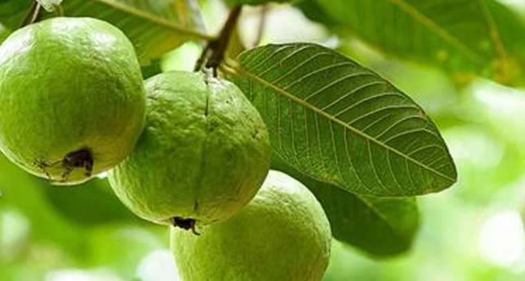 ఈ ఆరు సమస్యలు ఉన్న వారు జామపండు తినకూడదు...