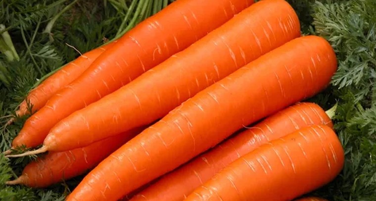 రోజూ క్యారెట్ తింటే కలిగే ప్రయోజనాలు ఇవే..