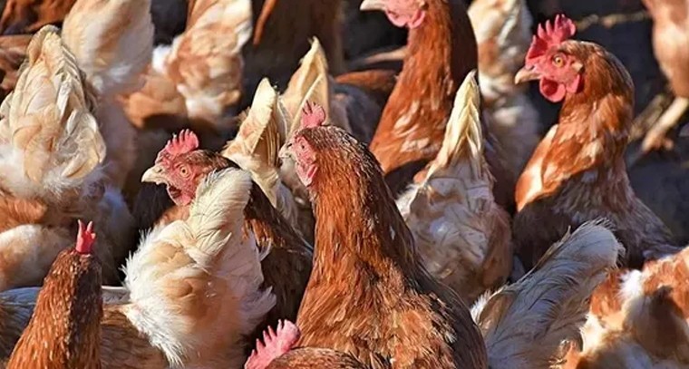 వేసవిలో కోళ్ల సంరక్షణకు సూచనలు