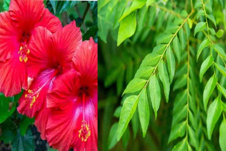 ఇంట్లోనే తయారుచేసుకునే సులభమైన హెయిర్ ప్యాక్ 