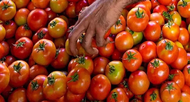దారుణంగా పడిపోయిన టమాట ధరలు