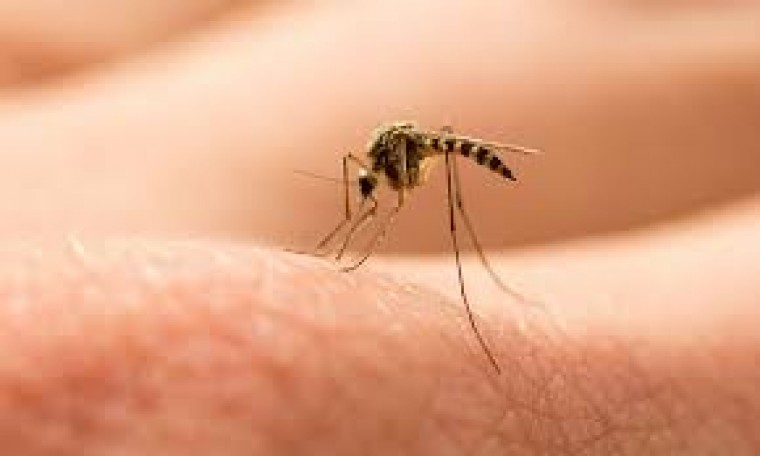 దోమలను తరిమికొట్టడానికి మీరు కొన్ని గృహోపకరణాలను ఉపయోగించవచ్చు 