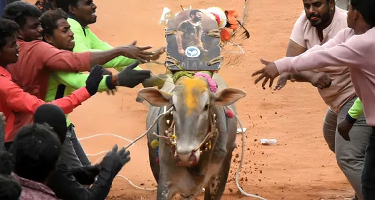 కాసేపట్లో అనుపల్లిలో జల్లికట్టు ప్రారంభం