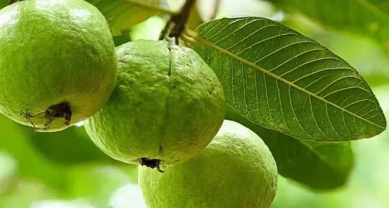 జామపండుతో ఎన్నో ఆరోగ్య ప్రయోజనాలు!