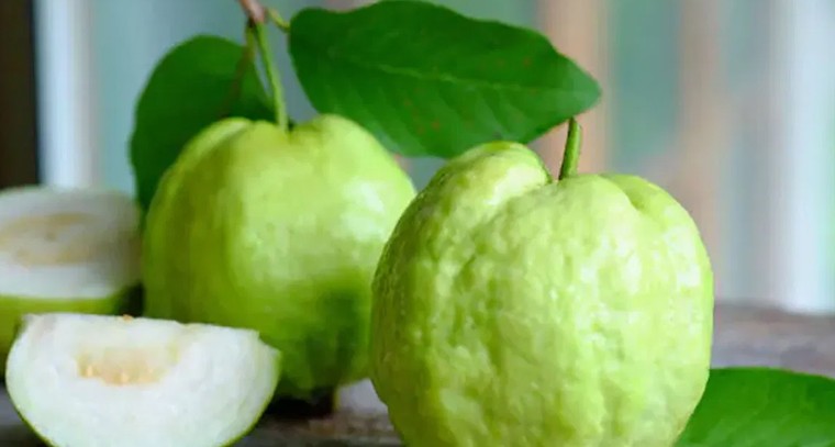  జామ పండ్ల‌ను తిన‌డం వ‌ల్ల అనేక లాభాలు