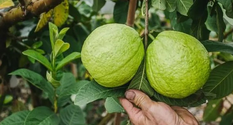 జామలో తెగుళ్లు, చీడపీడల నివారణ