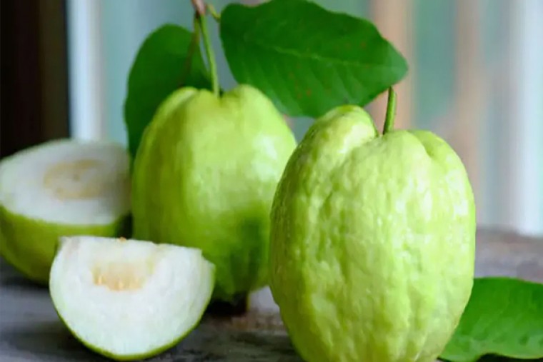 జామపండు తినడం వల్ల ఆరోగ్యానికి ఎంత మంచిదో తెలుసా...?