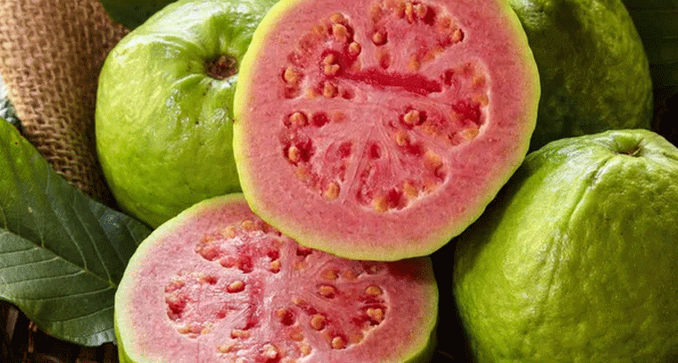 వీరు జామపండ్లు తినకూడదు!