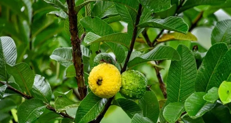 జామ ఆకుల నీటితో షుగర్ కు చెక్!