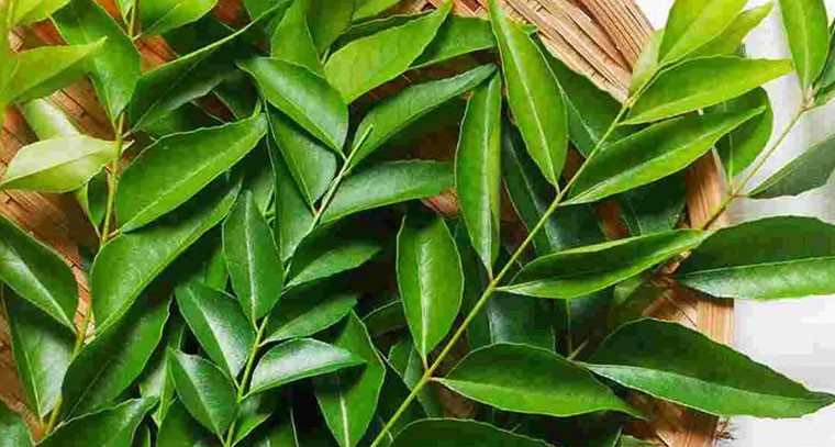 పెరిగిన కరివేపాకు ధర.. కేజీ రూ.100