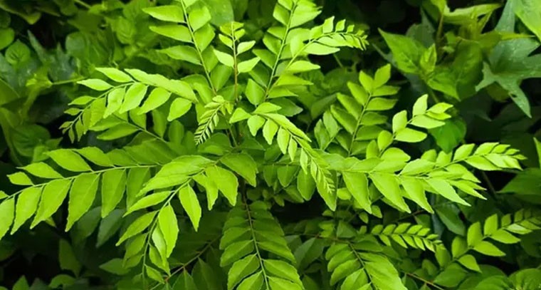 కరివేపాకు అందరికీ మంచిది కాదు: వైద్యులు