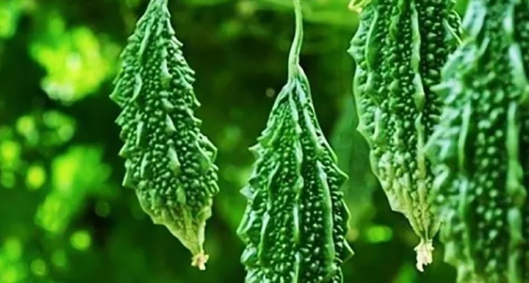 కాకర సాగులో తీసుకోవాల్సిన సస్యరక్షణ చర్యలు