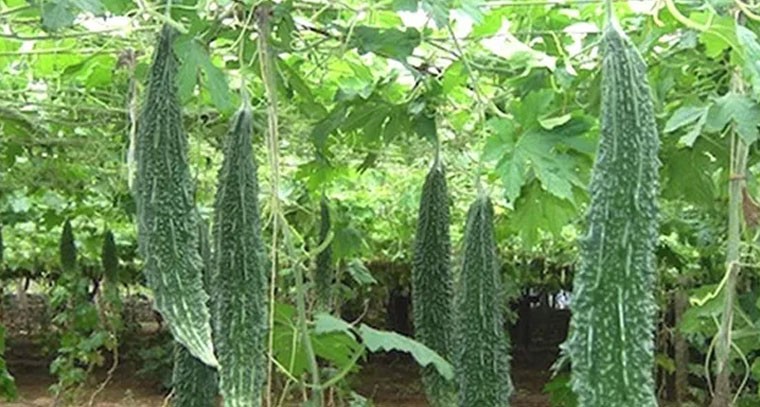 కాకర పంటలో తెగుళ్ల నివారణకు సూచనలు