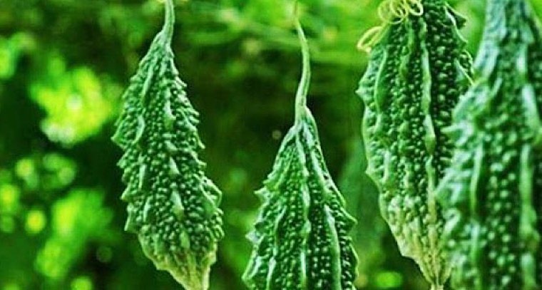 కాకరకాయ రోజూ తింటే ఇన్ని లాభాలా!