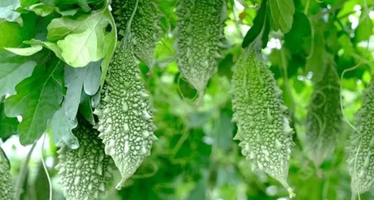 కాకరలో యాజమాన్య పద్ధతులు ఇవే..