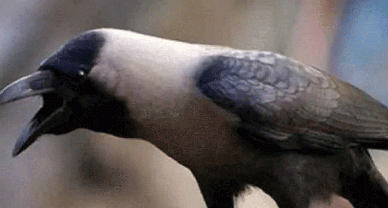 కాకి అరుపులు శుభమా? అశుభమా? జ్యోతిష్య శాస్త్రం ఏం చెబుతోంది?