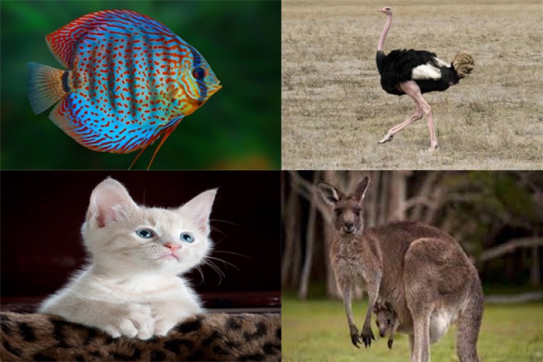 మీకు తెలుసా..!!