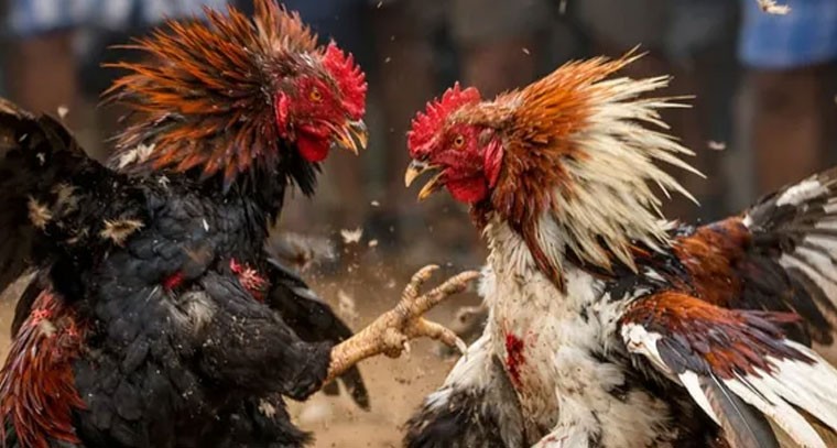 కోడి పందేలు: హైకోర్టు ఆదేశాలతో కఠిన చర్యలు