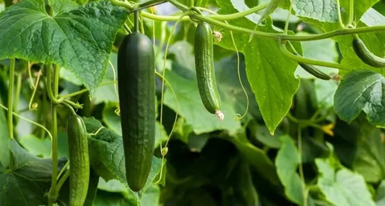 కీర దోసను ఆశించే బూడిద తెగులు.. నివారణ