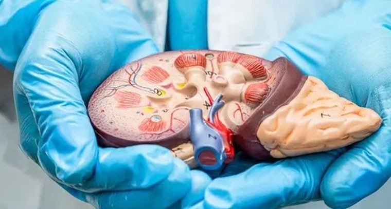 ఈ పరీక్షలతో కిడ్నీ వ్యాధి నిర్ధారణ