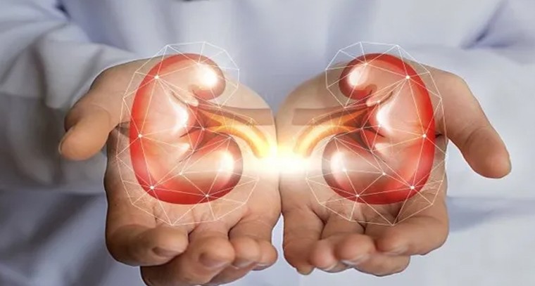 కిడ్నీలు ఆరోగ్యంగా ఉండేందుకు ప్రభుత్వం సూచించిన 6 మార్గాలు