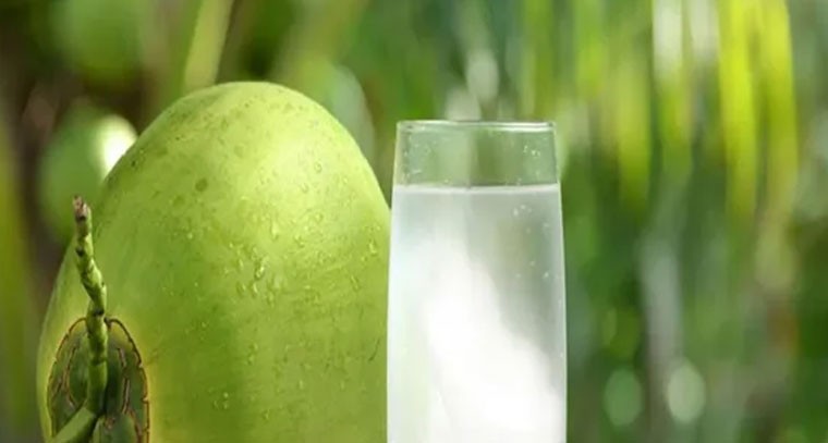 కొబ్బరి నీళ్లల్లో తులసి ఆకులను కలిపి తీసుకుంటే కిడ్నీలో రాళ్ళకు చెక్: నిపుణులు