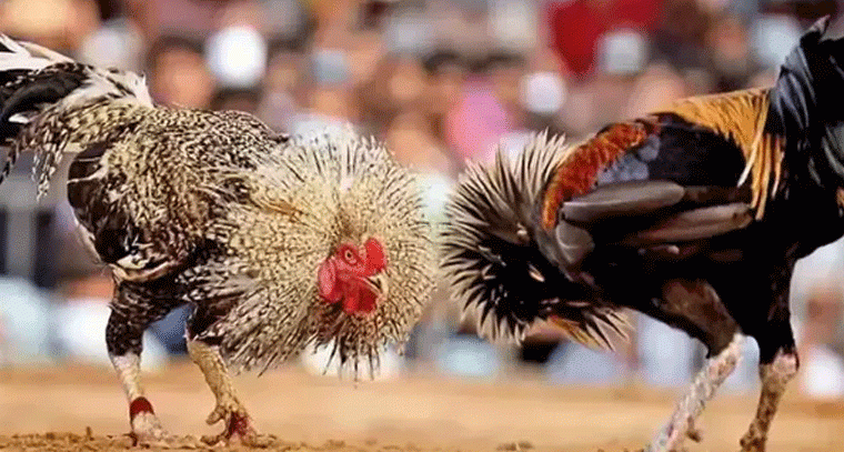 కోడి పందేలకు బరులు సిద్ధం