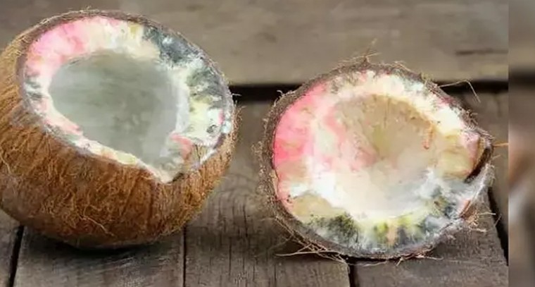 కొబ్బరికాయ కుళ్లిపోతే శుభమా? అశుభమా?