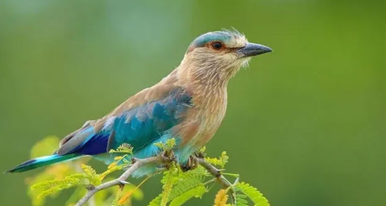 దసరా నాడు పాలపిట్ట దర్శనం.. విజయానికి శుభ సూచకం!