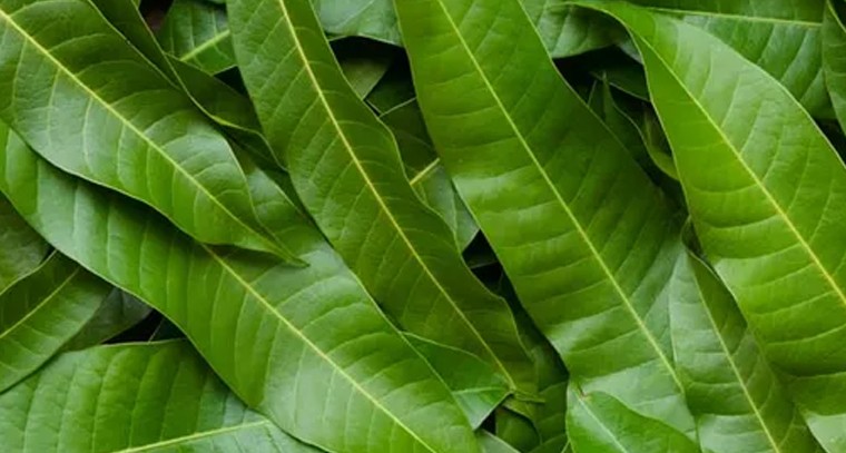 మామిడి ఆకులతో షుగర్ సమస్యకు చెక్: నిపుణులు